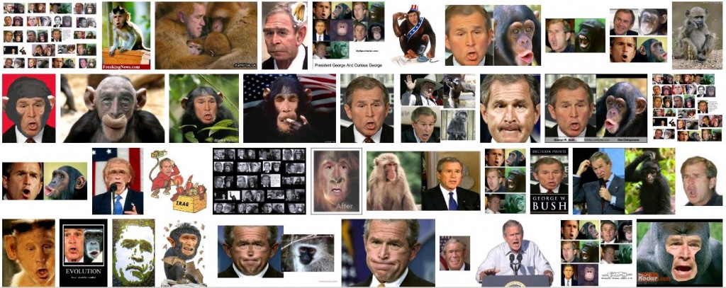 Bush Monkey Google Images