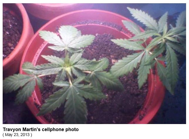 Trayvon Martin Photo Pot Plants