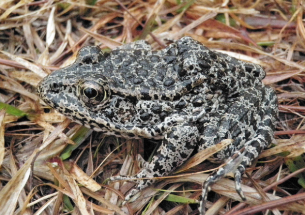 https://commons.wikimedia.org/w/index.php?search=dusky+gopher+frog&title=Special:Search&go=Go&searchToken=66msikzr6vpfjs52eoj8kc2ct#/media/File:Dusky_Gopher_Frog-a.jpg