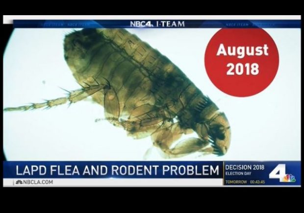 https://www.nbclosangeles.com/news/local/LAPD-Cops-Face-New-Threat-Fleas-Rats-and-Typhus-Disease-499734581.html